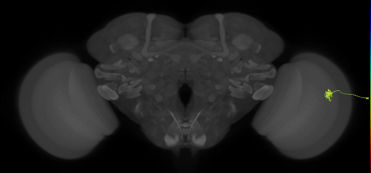 Dm8a_R (MaleCNS:149511)