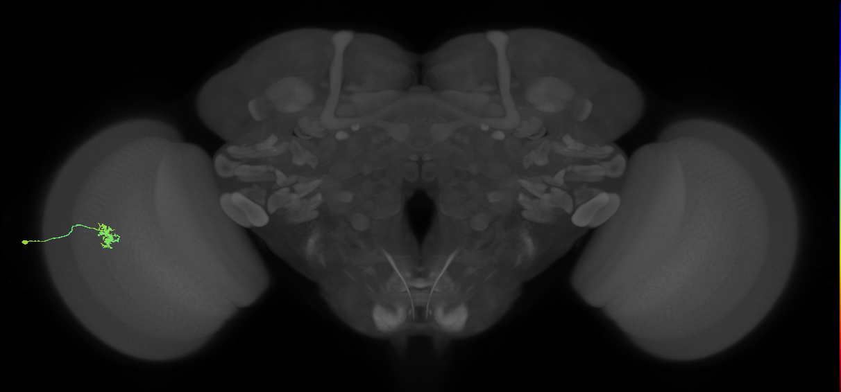 Dm8a_L (MaleCNS:549617)