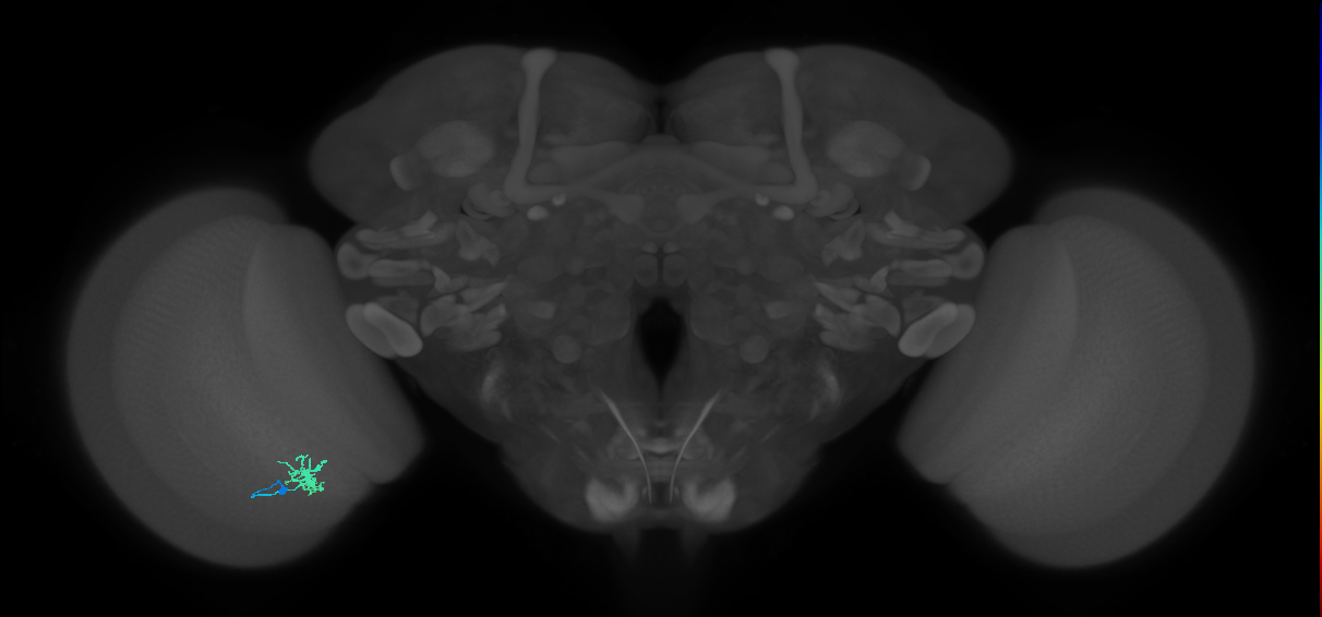 Dm8a_L (MaleCNS:180355)