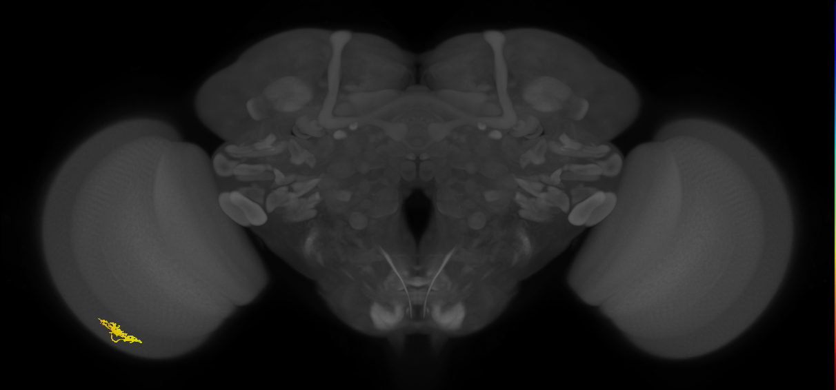 Dm8a_L (MaleCNS:39685)
