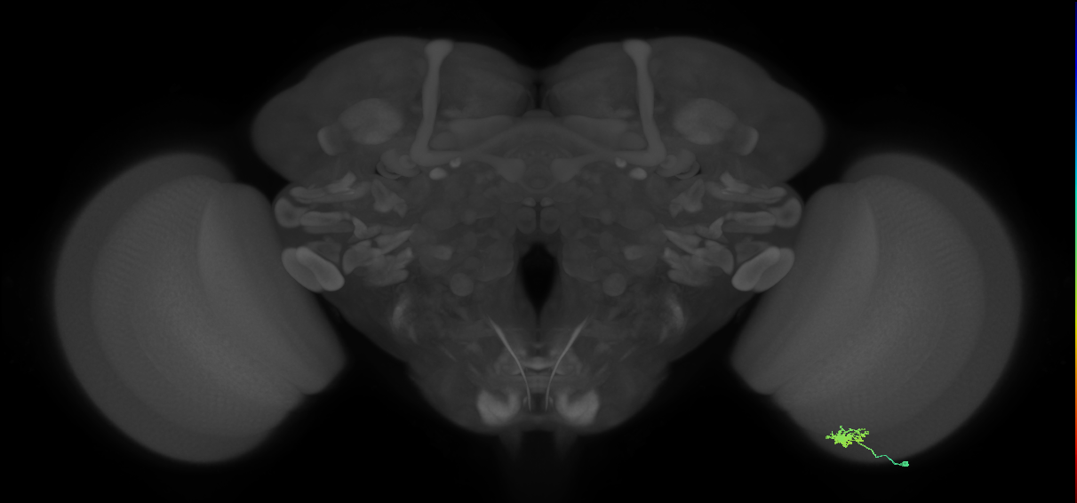 Dm8a_R (MaleCNS:87214)