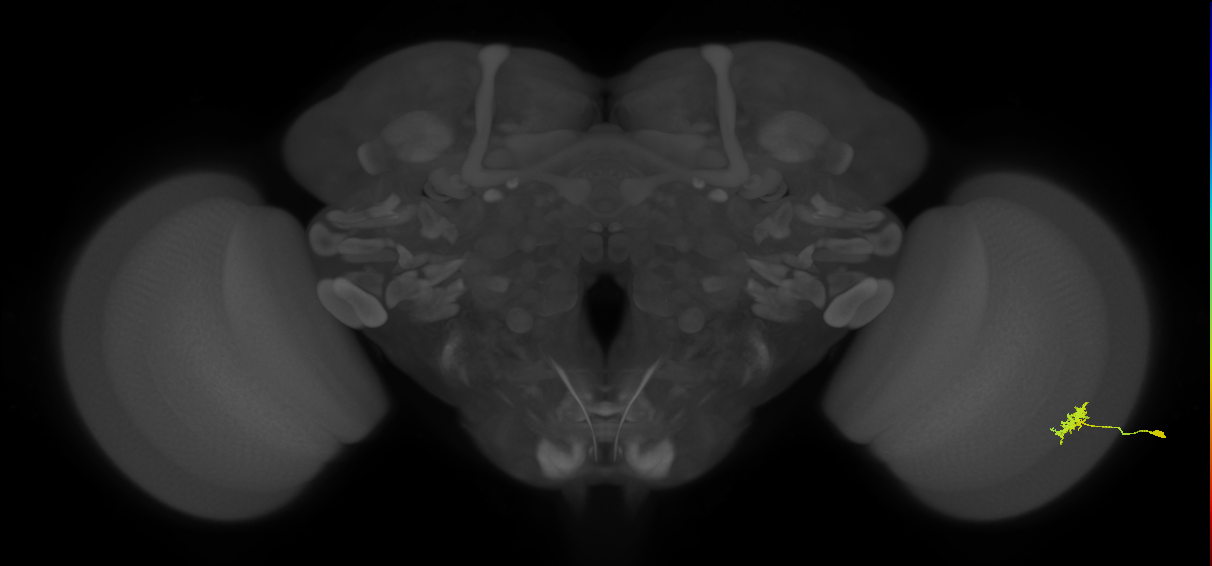Dm8a_R (MaleCNS:60798)