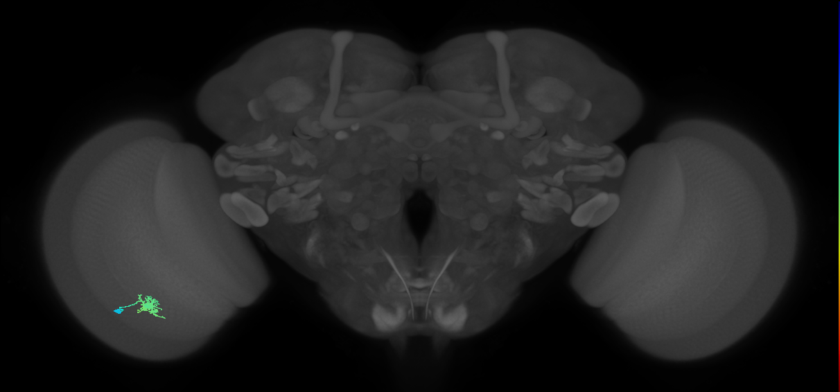 Dm8a_L (MaleCNS:79248)