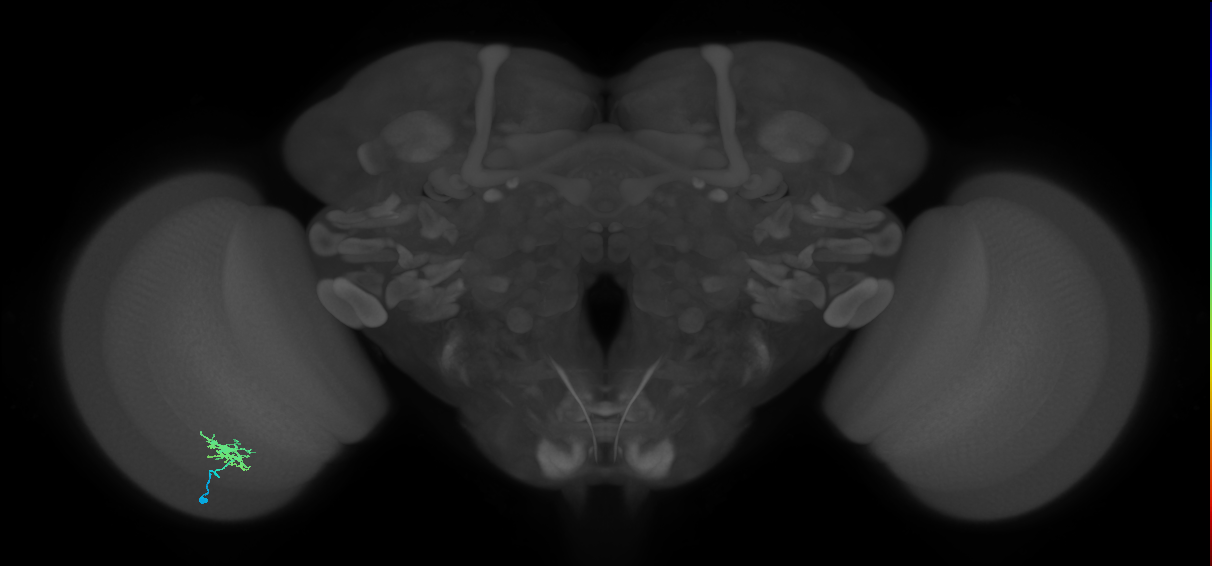 Dm8a_L (MaleCNS:75272)