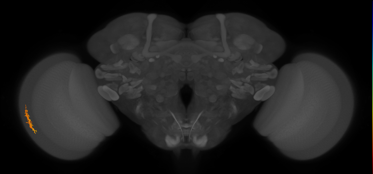 Dm8a_L (MaleCNS:103670)