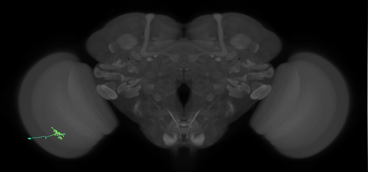 Dm8a_L (MaleCNS:569063)