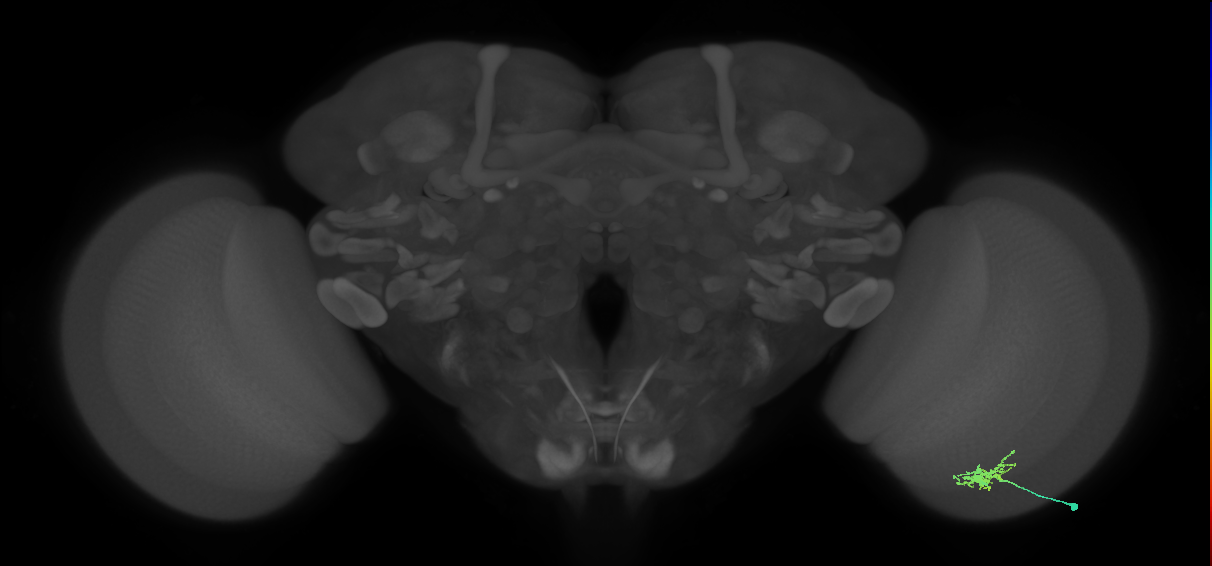 Dm8a_R (MaleCNS:72993)
