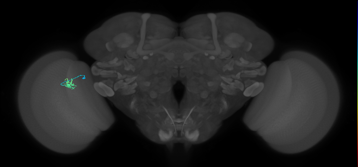 Dm8a_L (MaleCNS:546733)