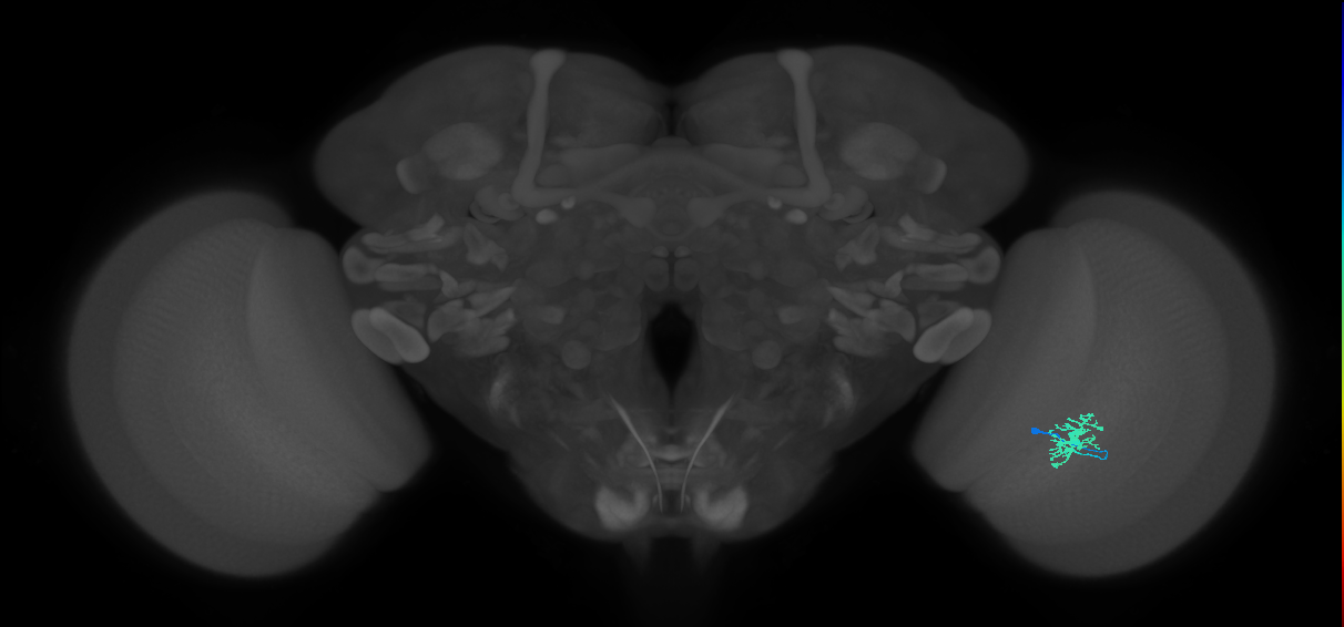Dm8a_R (MaleCNS:84082)