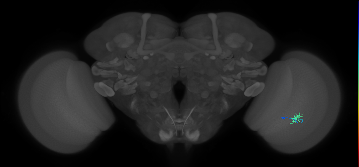 Dm8a_R (MaleCNS:144499)