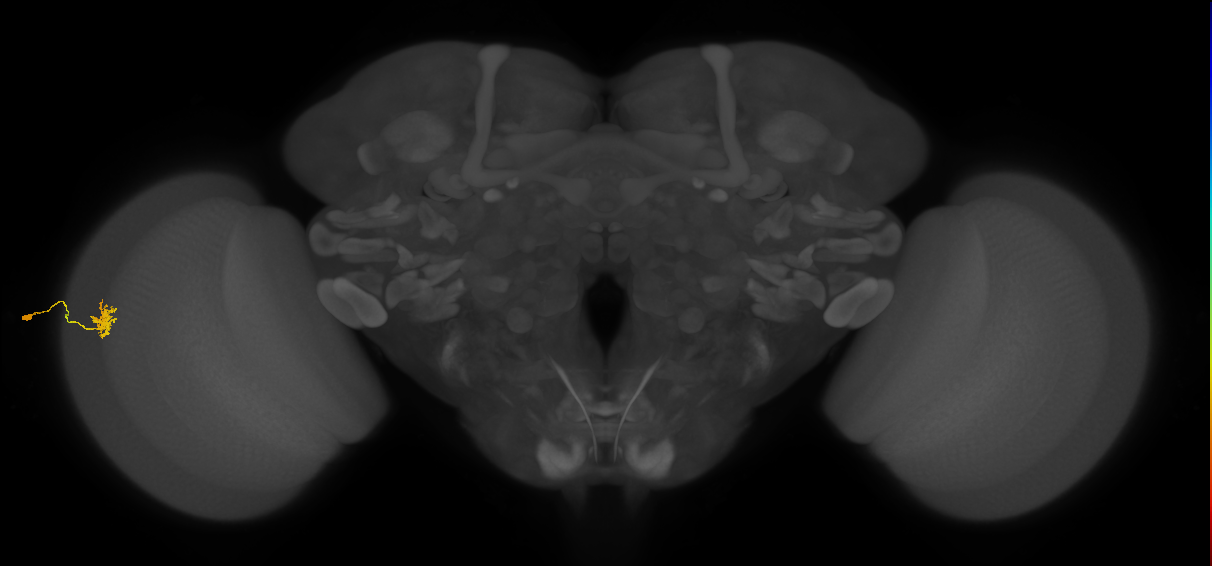 Dm8a_L (MaleCNS:80488)