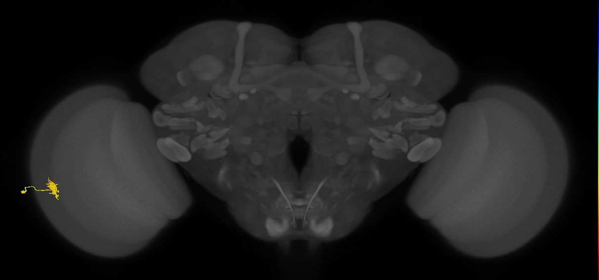 Dm8a_L (MaleCNS:532709)