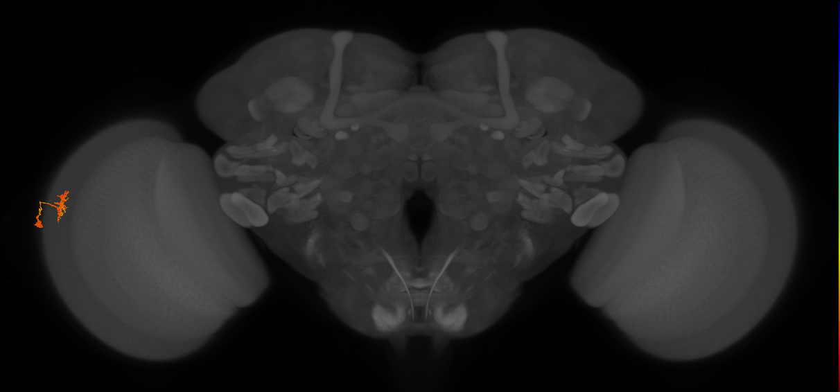 Dm8a_L (MaleCNS:139061)