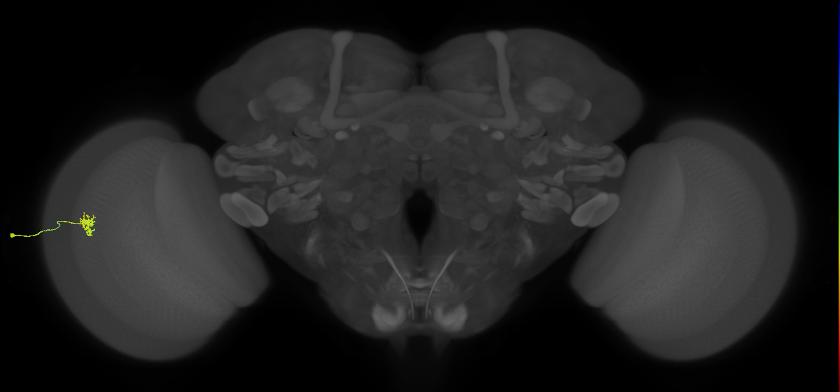 Dm8a_L (MaleCNS:84091)