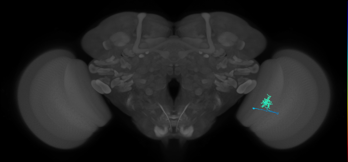 Dm8a_R (MaleCNS:85359)