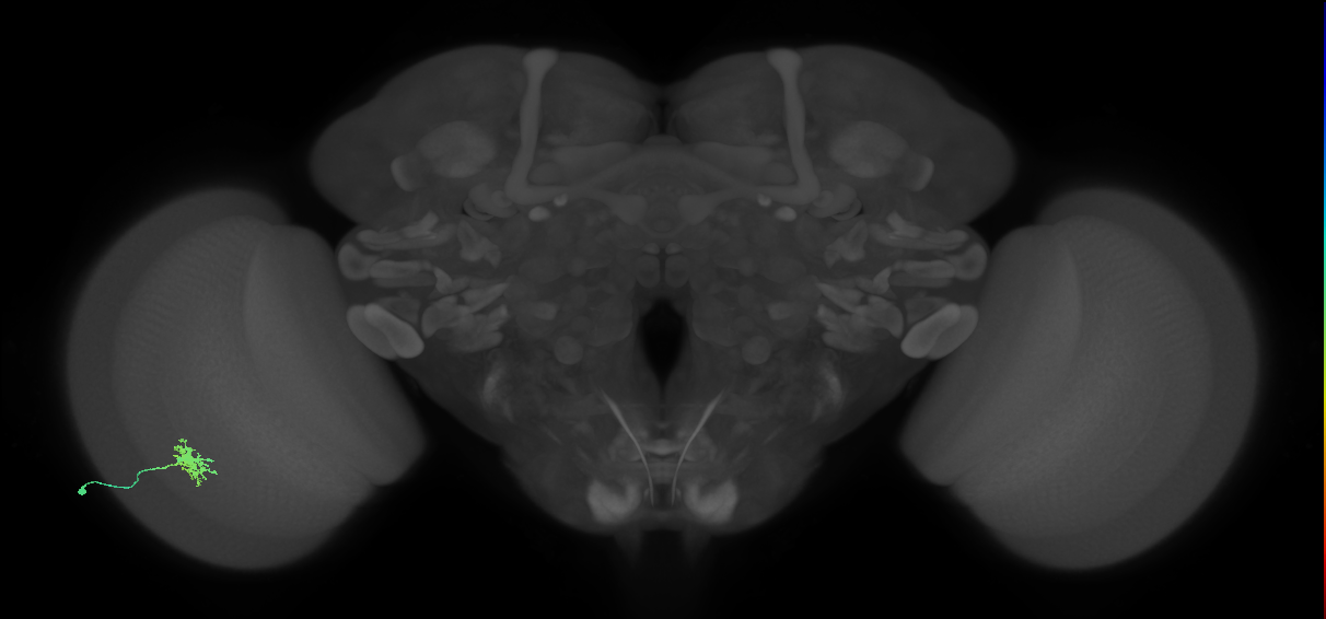Dm8a_L (MaleCNS:518129)