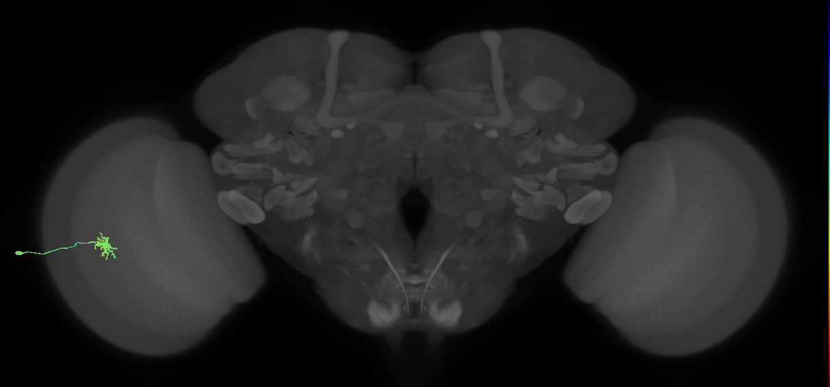 Dm8a_L (MaleCNS:49999)