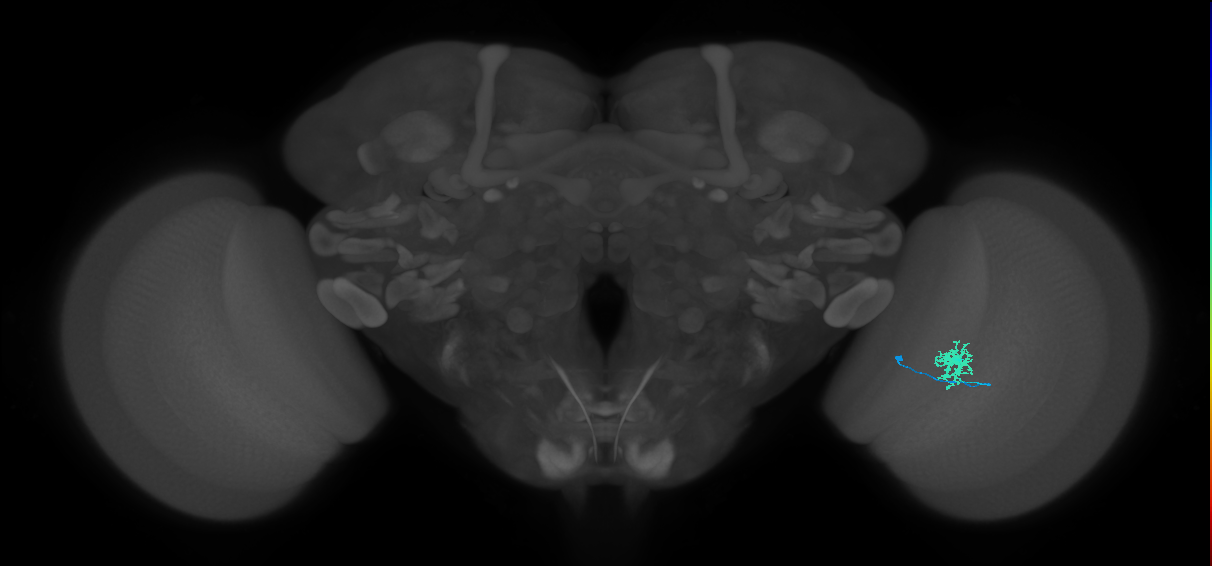 Dm8a_R (MaleCNS:83373)