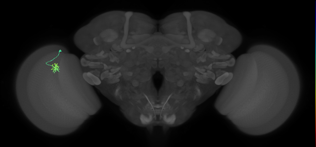 Dm8a_L (MaleCNS:135922)