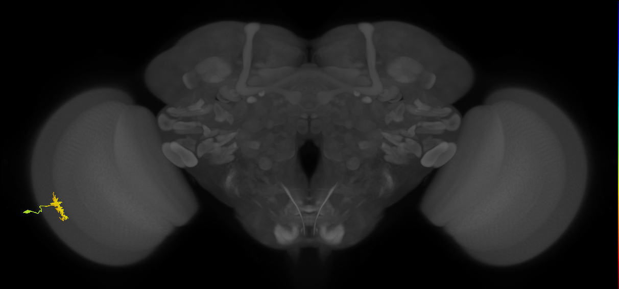 Dm8a_L (MaleCNS:24335)