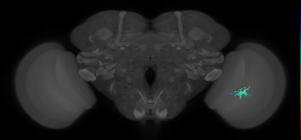 Dm8a_R (MaleCNS:78219)