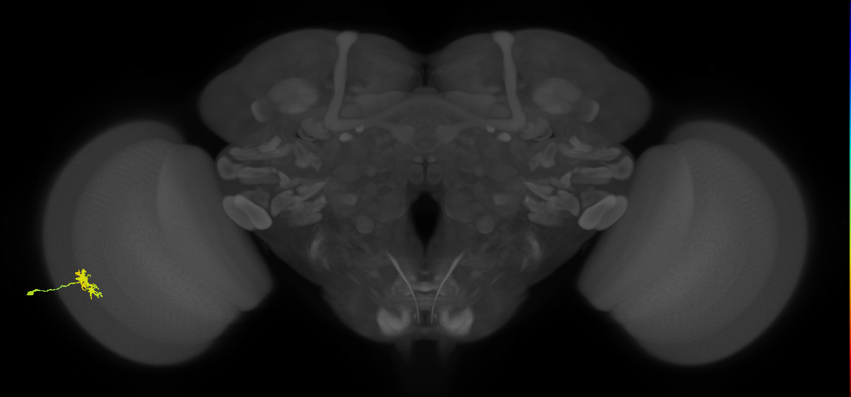 Dm8a_L (MaleCNS:36092)