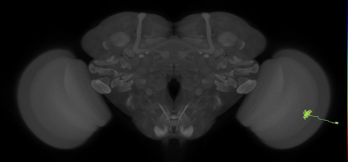 Dm8a_R (MaleCNS:98672)
