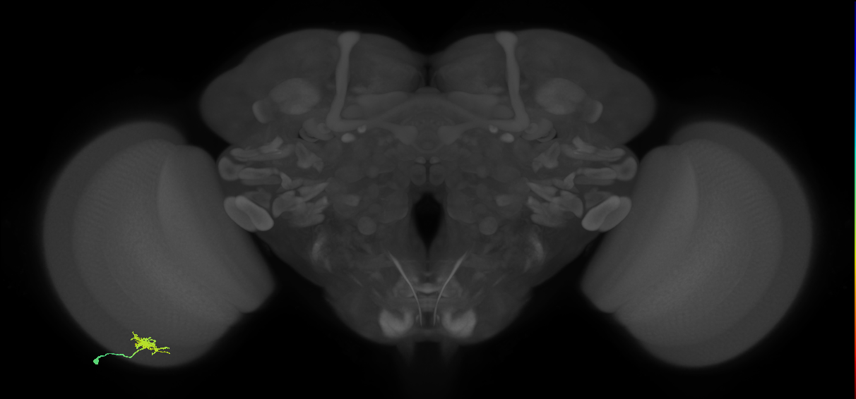 Dm8a_L (MaleCNS:46795)