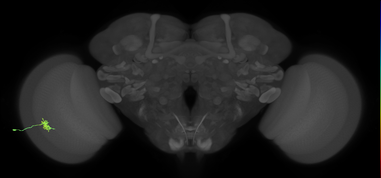 Dm8a_L (MaleCNS:536491)