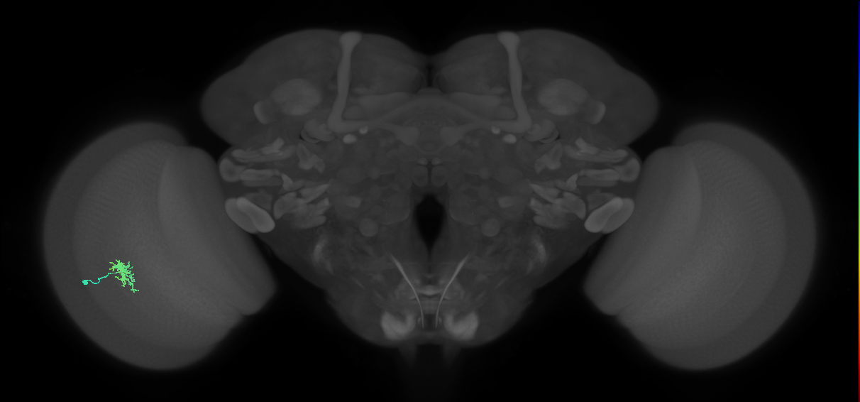 Dm8a_L (MaleCNS:56516)