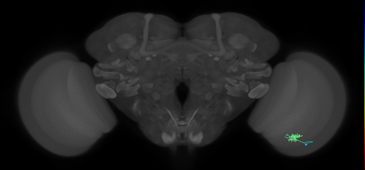 Dm8a_R (MaleCNS:78601)