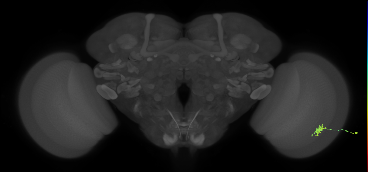 Dm8a_R (MaleCNS:62386)