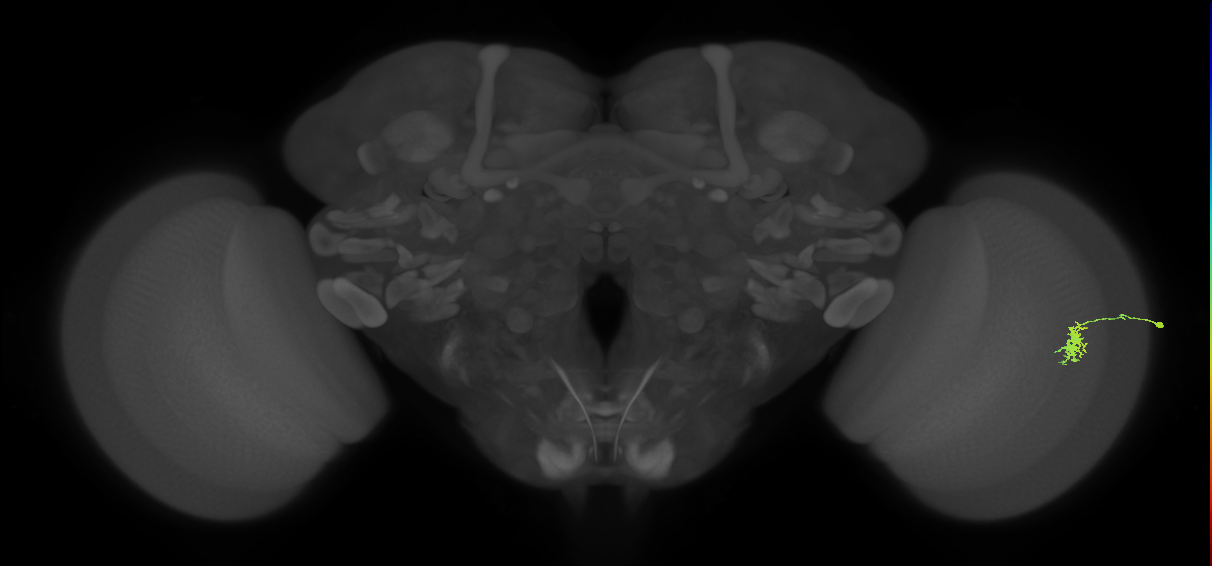 Dm8a_R (MaleCNS:134169)