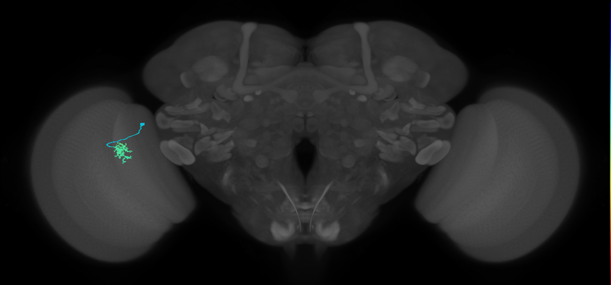 Dm8a_L (MaleCNS:140412)