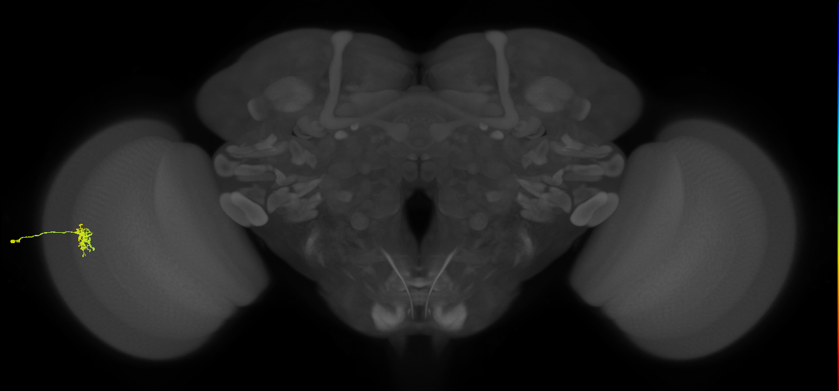 Dm8a_L (MaleCNS:78717)