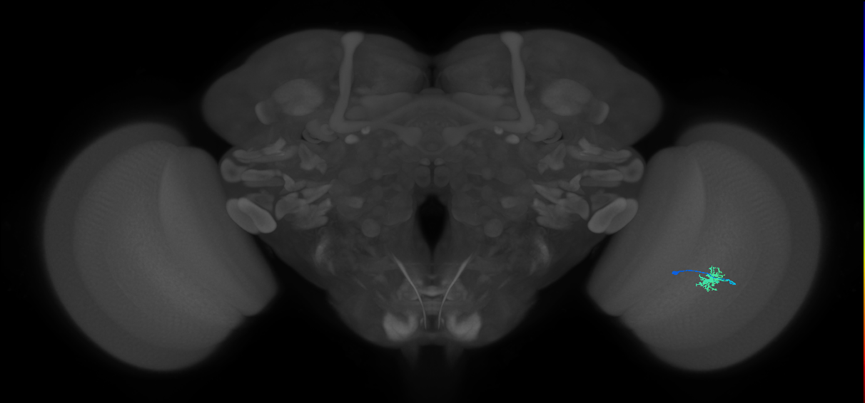 Dm8a_R (MaleCNS:100616)