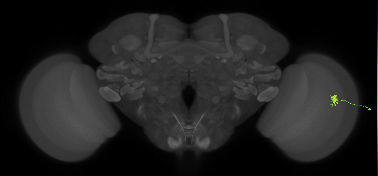 Dm8a_R (MaleCNS:88368)