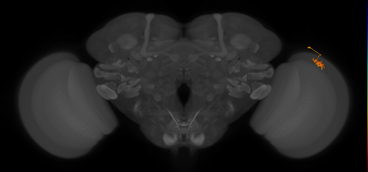 Dm8a_R (MaleCNS:82859)