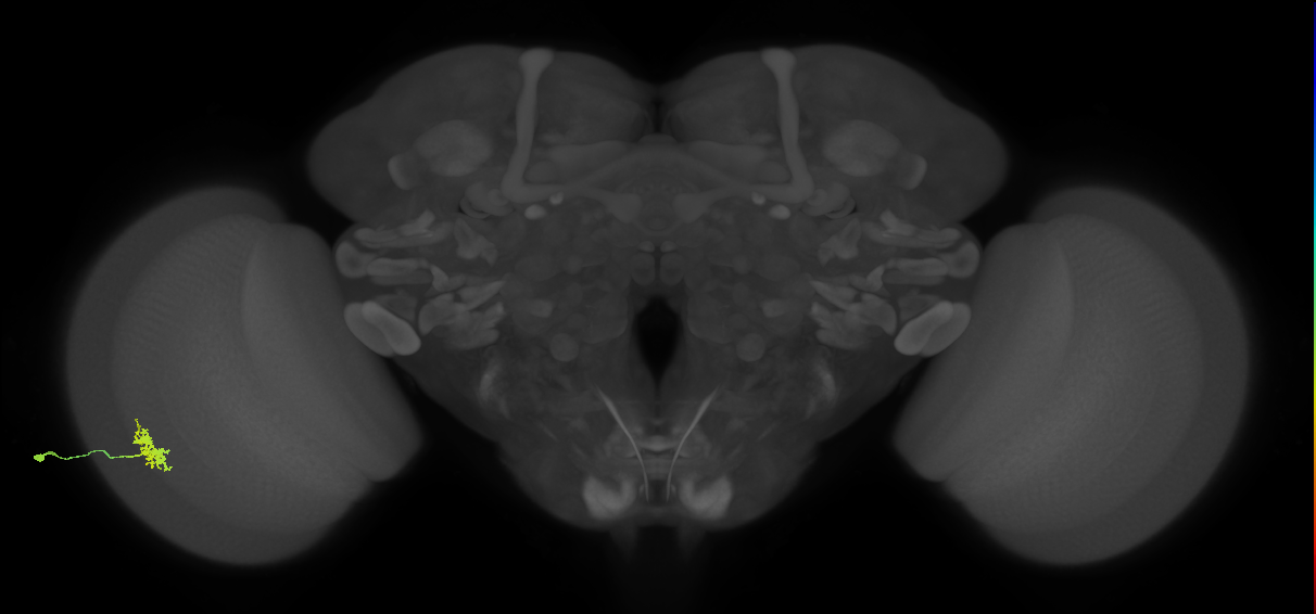 Dm8a_L (MaleCNS:543944)