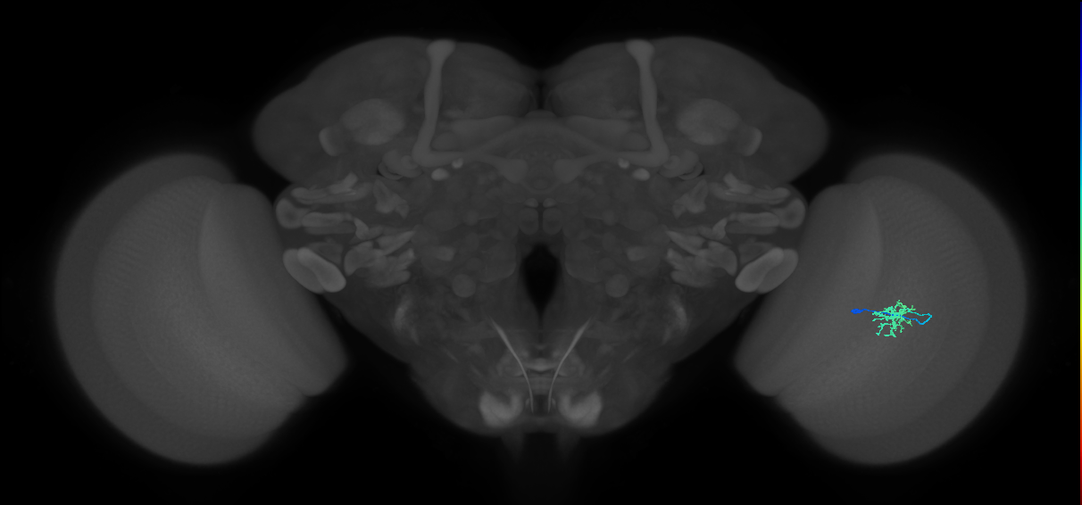 Dm8a_R (MaleCNS:77727)