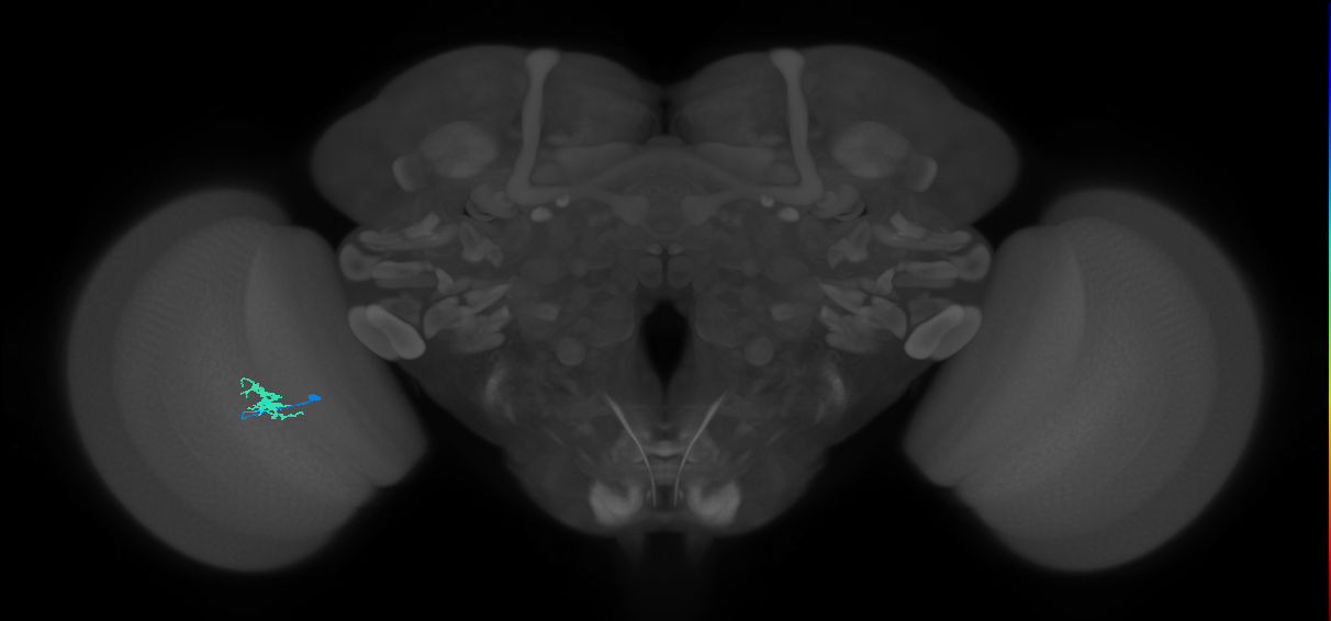 Dm8a_L (MaleCNS:94857)
