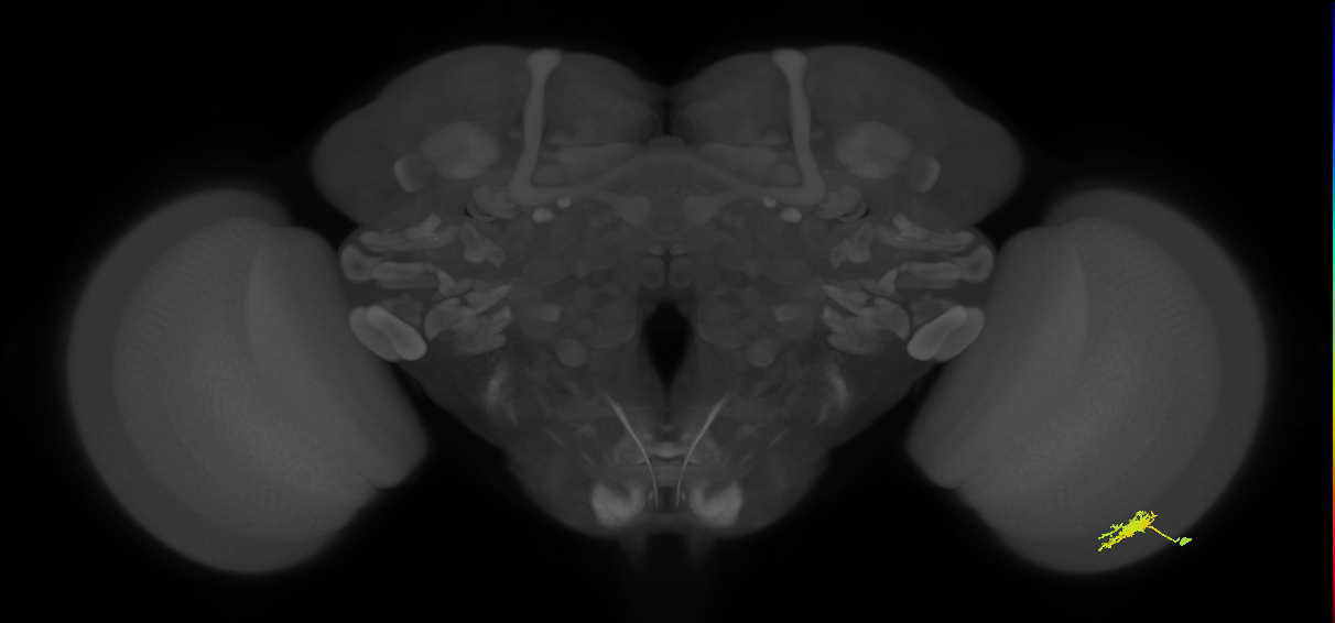 Dm8a_R (MaleCNS:59263)
