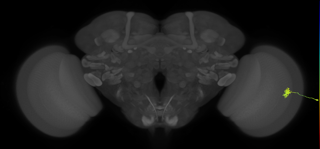 Dm8a_R (MaleCNS:73436)