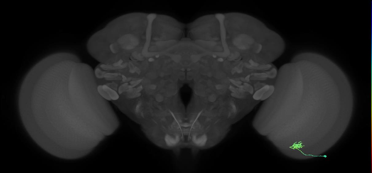 Dm8a_R (MaleCNS:76516)