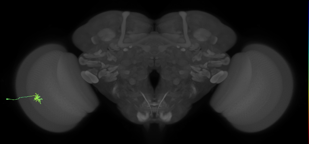 Dm8a_L (MaleCNS:74387)