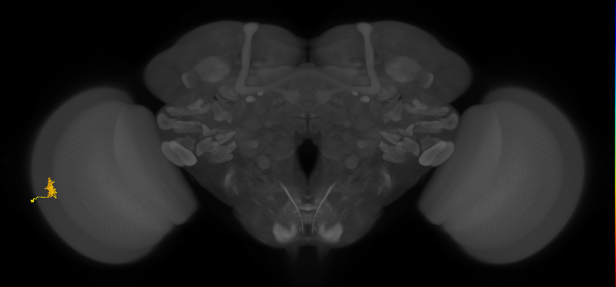 Dm8a_L (MaleCNS:532710)
