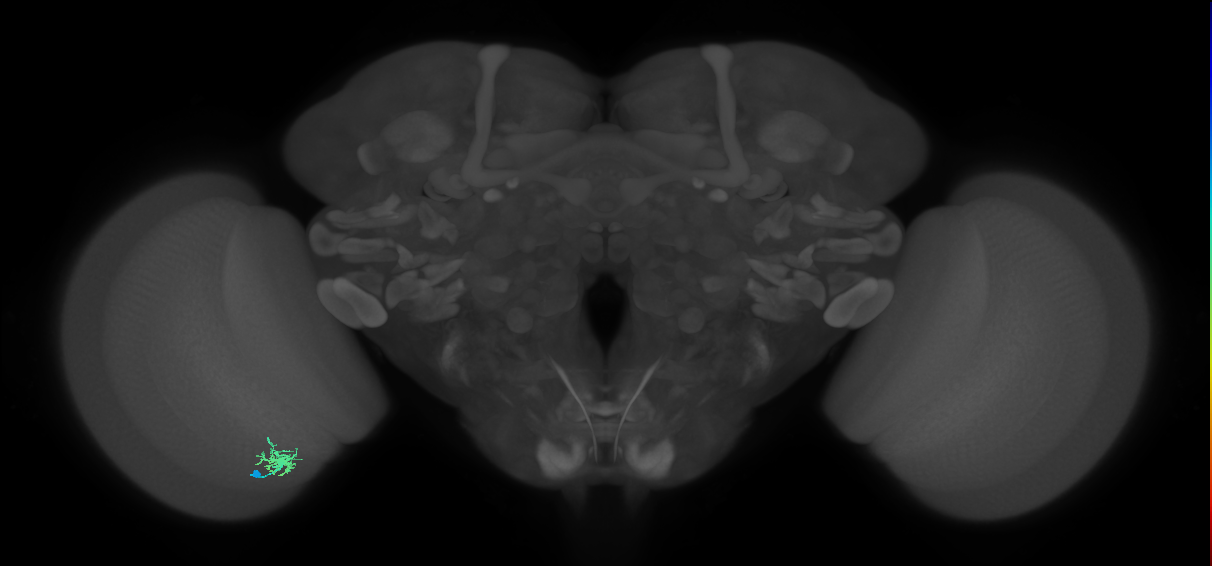 Dm8a_L (MaleCNS:89983)