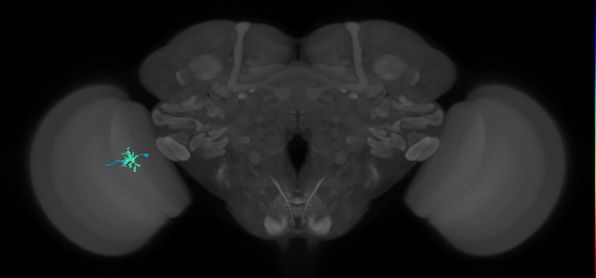 Dm8a_L (MaleCNS:158938)