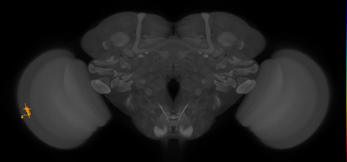 Dm8a_L (MaleCNS:559925)