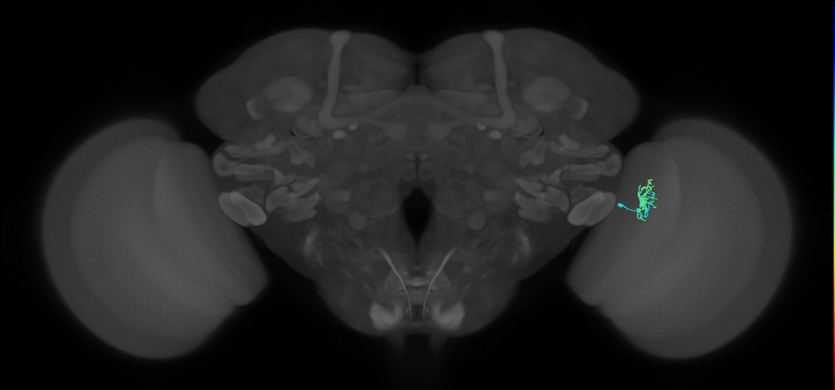 Dm8a_R (MaleCNS:102043)
